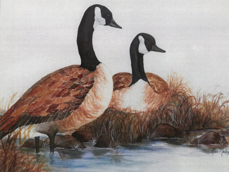 RCPL Art Collection - Geese Nesting